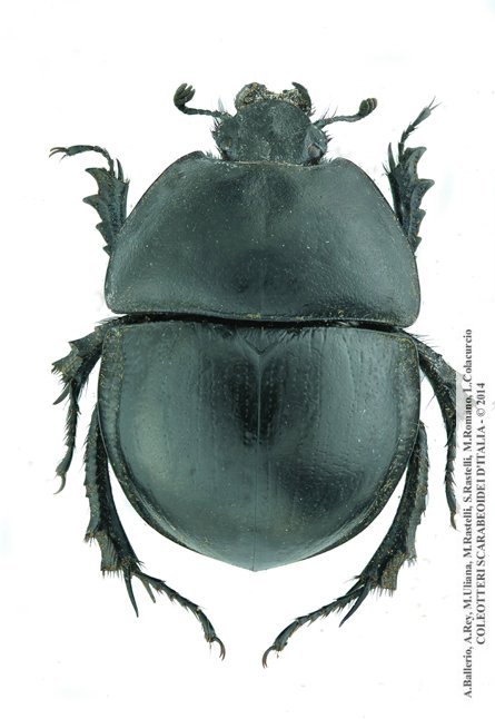Jekelius marginatus, maschio